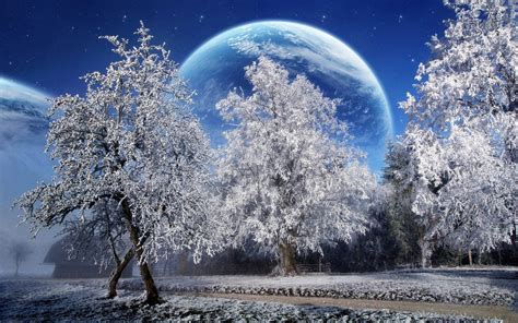 Trees with Snow HD wallpaper | Wallpaper Flare