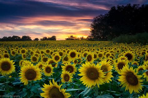 Sunflower Fields Forever | Sunflower fields, Farm photography ...