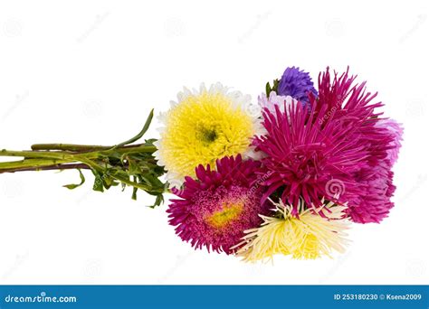 Bouquet of Aster Flowers Isolated Stock Photo - Image of floral ...