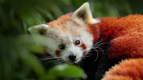 Red Panda Names (795 Best, Funny, Cute, & Famous Ideas)