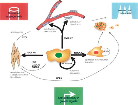 Role of platelet-derived growth factors in physiology and medicine