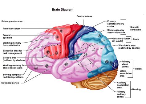 Diagram otak, korteks serebral Fungsi Otak Korteks motor primer, Diagram Otak, anatomi, Otak ...