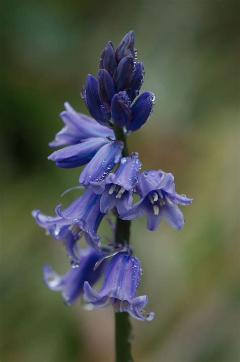 Blooming Bluebells in Scotland 2025 - Rove.me