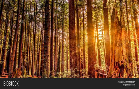 Redwood Forest Image & Photo (Free Trial) | Bigstock