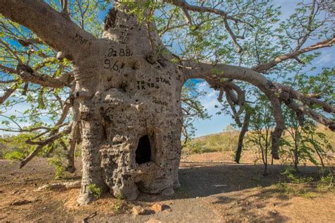 Top photo spots at Boab Prison Tree in 2021