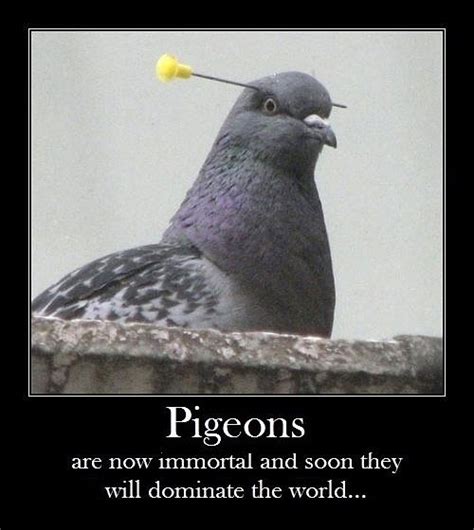 Ikbhal: pigeon