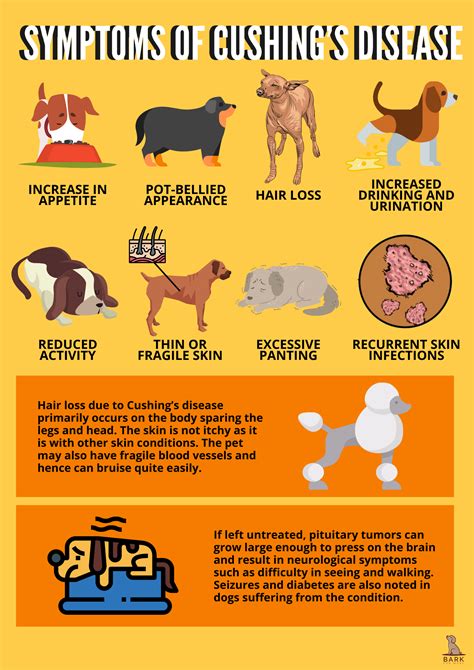 A Comprehensive Guide On Diagnosis And Treatment Of Cushing’s Disease In Dogs | Bark For More