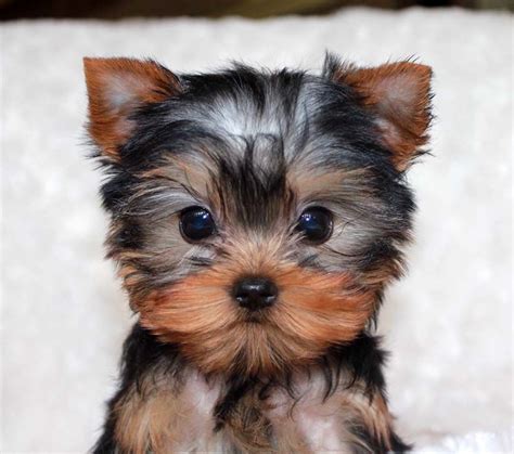 Micro Teacup Yorkie Puppy for sale! | Yorkie puppy for sale, Teacup ...