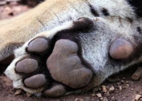 Tiger Panthera tigris Revealing Paws