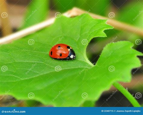 Ladybug on green leaf stock image. Image of sheet, ladybird - 2240715