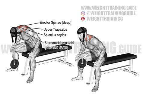 Seated weighted neck extension exercise instructions and video