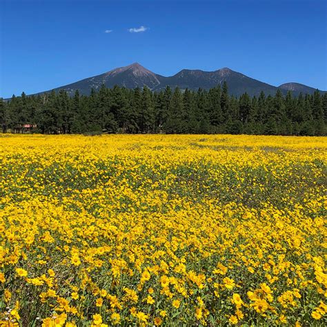 Classic Flagstaff AZ. San Francisco Peaks today : r/hiking