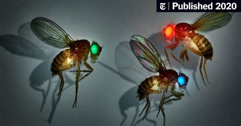 The Gene Drive Dilemma: We Can Alter Entire Species, but Should We ...