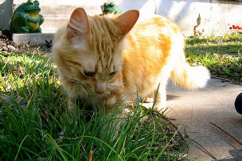 Kenapa Kucing Makan Rumput? | kami sayaNg kuciNg