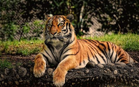 Tiger esting Paws animal Staring 2560x1600, laying tiger HD wallpaper | Pxfuel