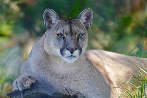 Kansas seeing more mountain lions, black bears, elk, otters and ...