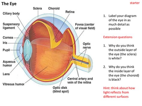 Structure and functions of the eye | Teaching Resources