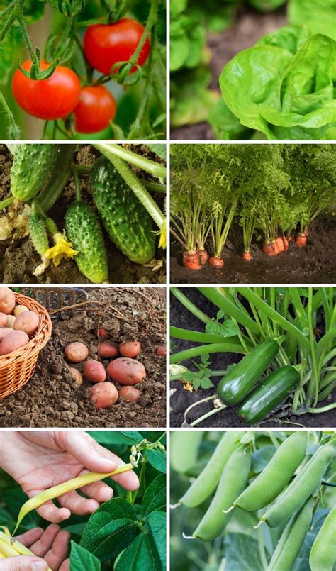 8 of the Easiest Vegetables to Grow for Beginners