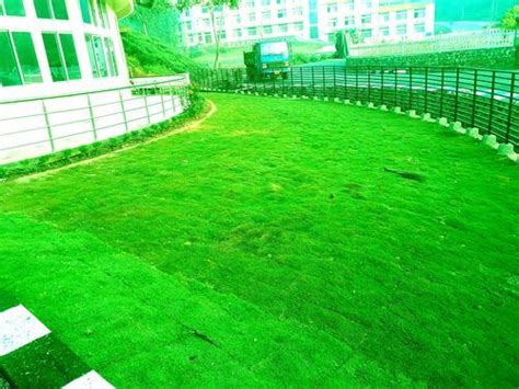 Baseball Field Lawn Grass at Best Price in Barpeta | Grass Green Nursery