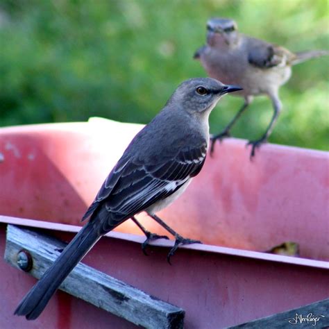 This bird became Florida's state bird on April 23, 1927. Today is Florida's 174th birthday! To ...