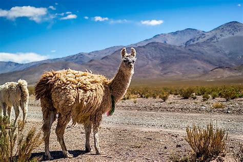 What Animals Live In The Andes Mountains? - WorldAtlas.com