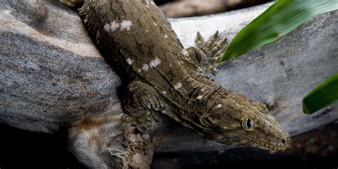 New Caledonian gecko | Smithsonian's National Zoo and Conservation Biology Institute