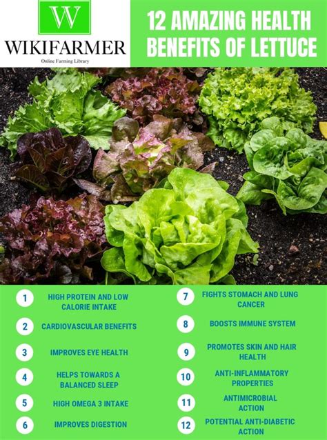 12 Amazing Health Benefits of Eating Lettuce - Wikifarmer