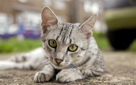 Egyptian Mau Cat Breed - Behavior, Grooming & Personality Traits ...