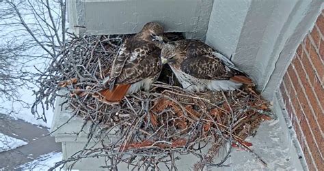 New Red-Tailed Hawk Nest Cam Adds to Views of Soaring Raptors — Syracuse University News