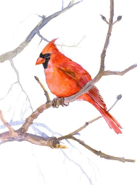 Cardinal bird original watercolor painting