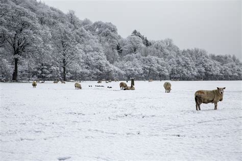 Sheep In Snow Free Stock Photo - Public Domain Pictures