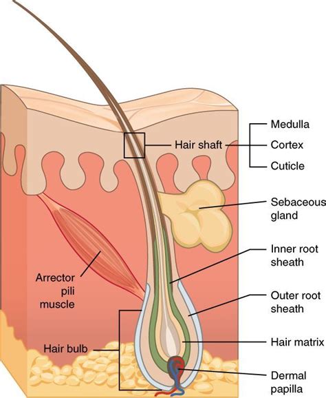 Pin on Hair Science