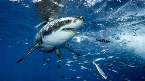 Great white sharks eat more bottom-dwelling fish than expected - CGTN