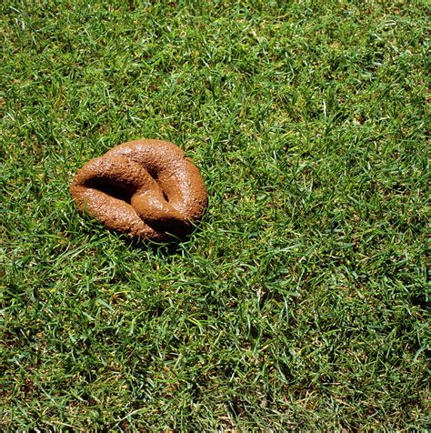 Dog Faeces Photograph by Kevin Curtis/science Photo Library - Fine Art ...