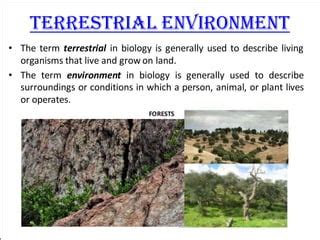 Terrestrial Environment Microbiology/ Soil Microbiology | PPT