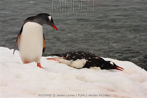 Minden Pictures - Gentoo Penguin (Pygoscelis papua) adult, 'mourning ...