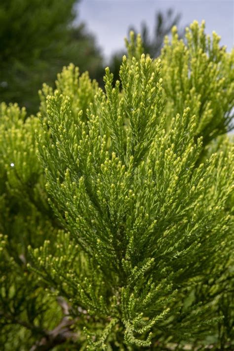 Giant Sequoia Green Leaves and Branches. Sequoiadendron Giganteum or ...