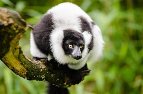 Lemur Baby: Profile, Lifespan, Survival, Diet, Behavior - Primates Park