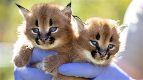 Wildcats: Rare Caracal kittens born at the Wild Cat Conservation Centre ...