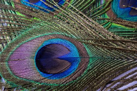 Peacock,feather,eye,peacock feather,plumage - free image from needpix.com