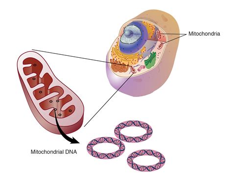 Mitochondrial DNA