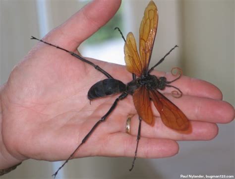 Amazing Creature: Tarantula Hawk | Amazing Creatures