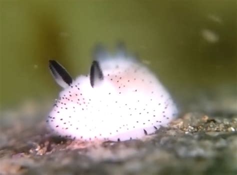 Insanely cute ’sea bunny’ slugs are so adorable they look unreal sea bunny slug – Inhabitat ...