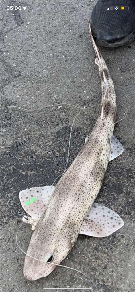 Dogfish/catfish identification? : r/Fishing