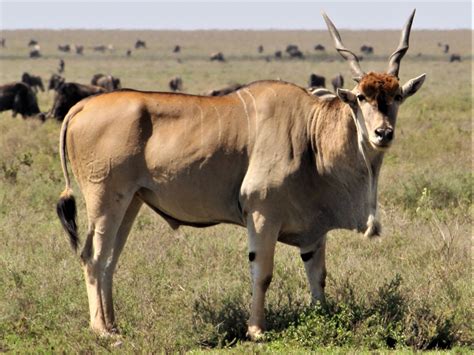 Ruaha National Park - Safarini Africa