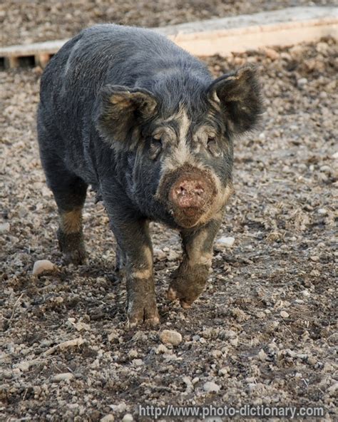 Berkshire breeder pig - photo/picture definition at Photo Dictionary ...