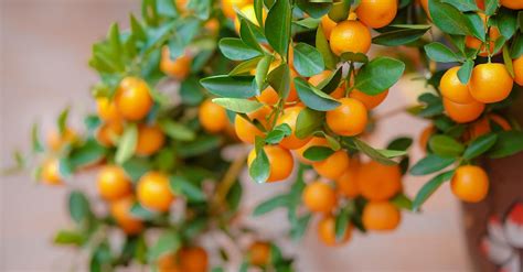 Orange Fruits on Tree · Free Stock Photo