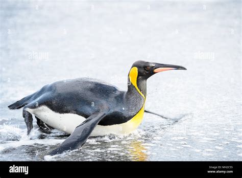 Penguin swims in the Antarctica Stock Photo - Alamy