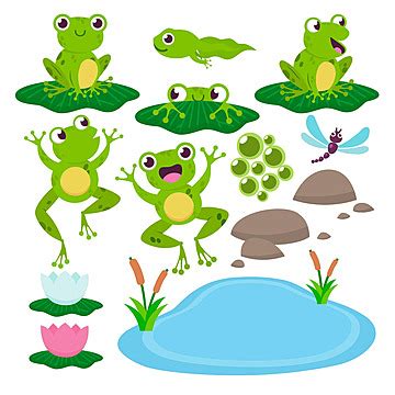 Set Of Cute Drawing Frogs Colorful Pond Illustration Vector, Colorful ...