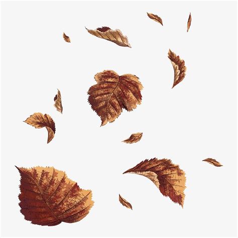 Falling brown leaves collage element, | Premium Vector - rawpixel